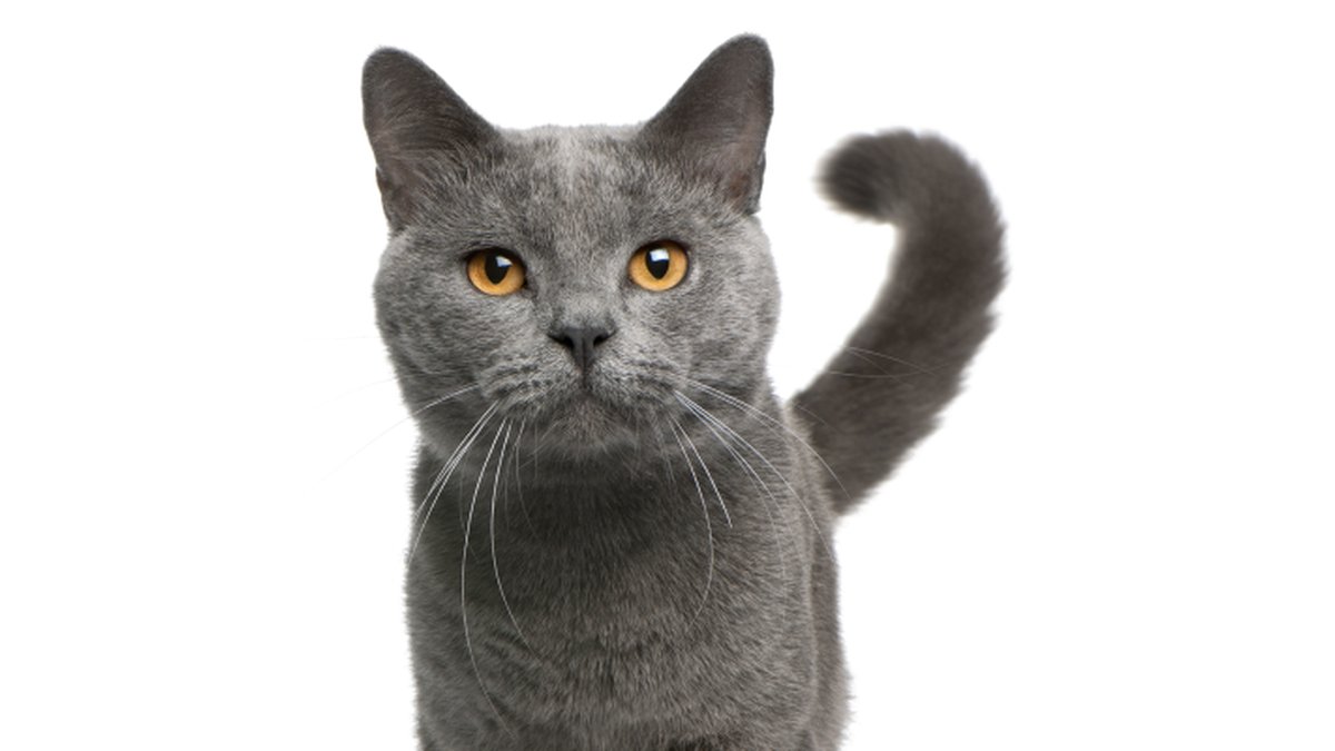 Bastrop CATS Kitty BINGO: Rhinestone Rodeo